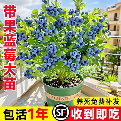 蓝莓树苗盆栽带果子发货四季结果