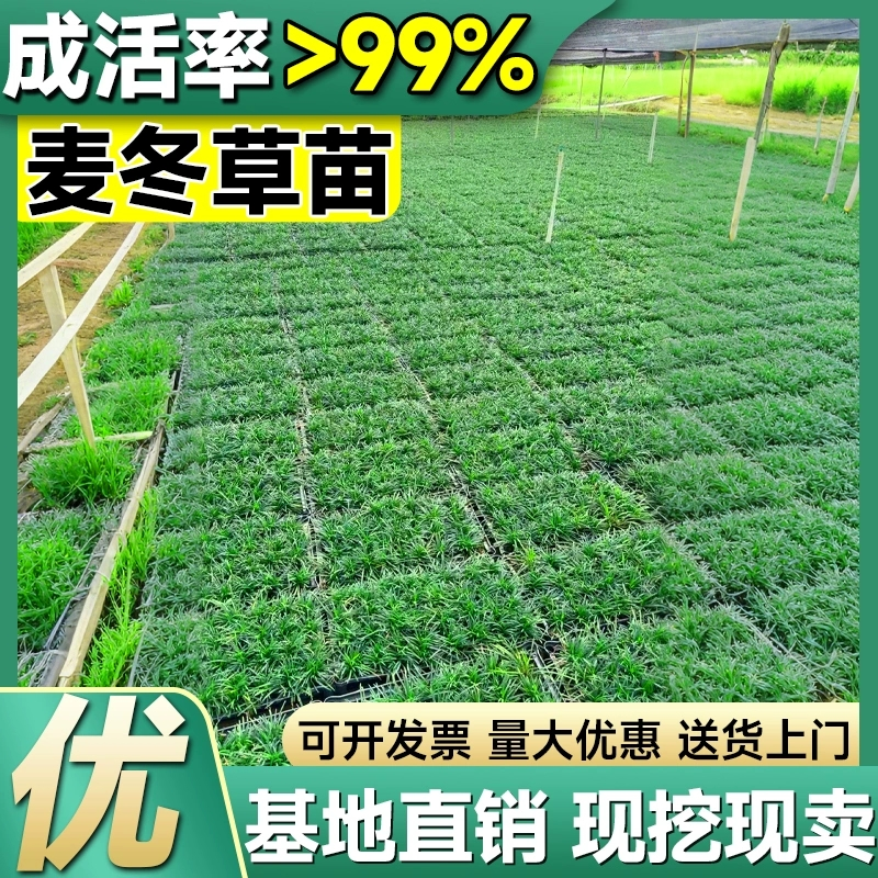 日本矮麦冬草苗玉龙草庭院别墅