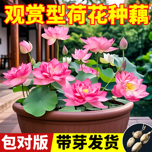 荷花种藕苗观赏荷花苗盆栽水培池塘种藕根种植花卉水生植物莲藕籽