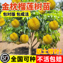 种植广西嫁接猫山王爆满结果 特大金枕榴莲树果树果苗南北方四季