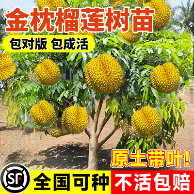 特大金枕榴莲树果树果苗四季种植