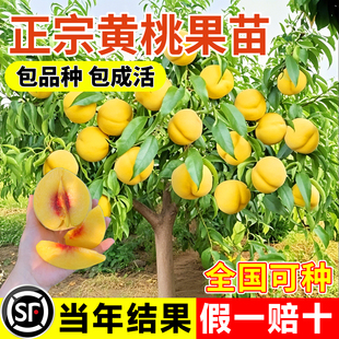 正宗黄桃果树果苗嫁接苗冬桃油桃树果苗种植南北方庭院当年结果