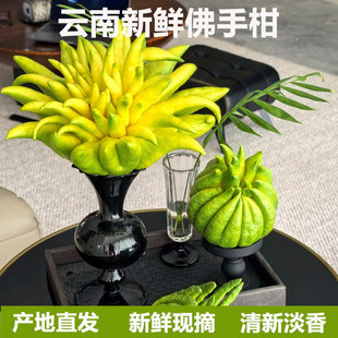 现摘新鲜佛手柑大果鲜果观赏可食用清供天然香薰清香云南产地直发