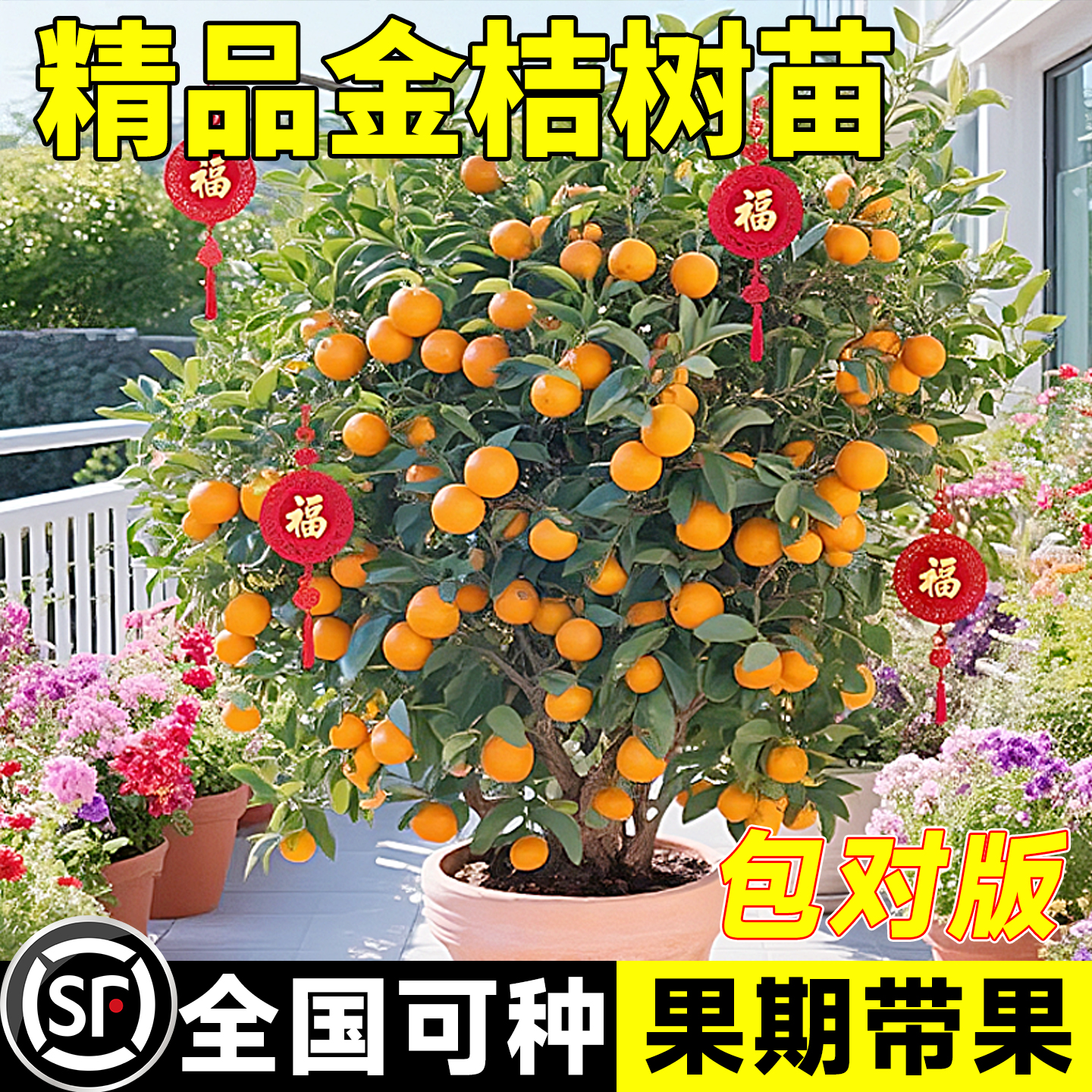 金桔树盆栽树苗可食用果树