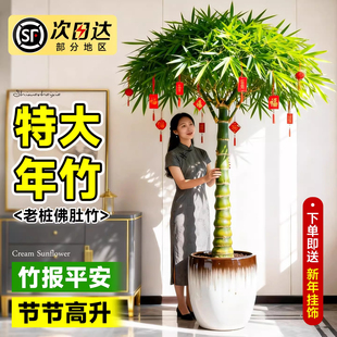 佛肚竹盆栽老桩盆景富贵竹罗汉竹植物室内大型绿植文昌竹年宵花竹