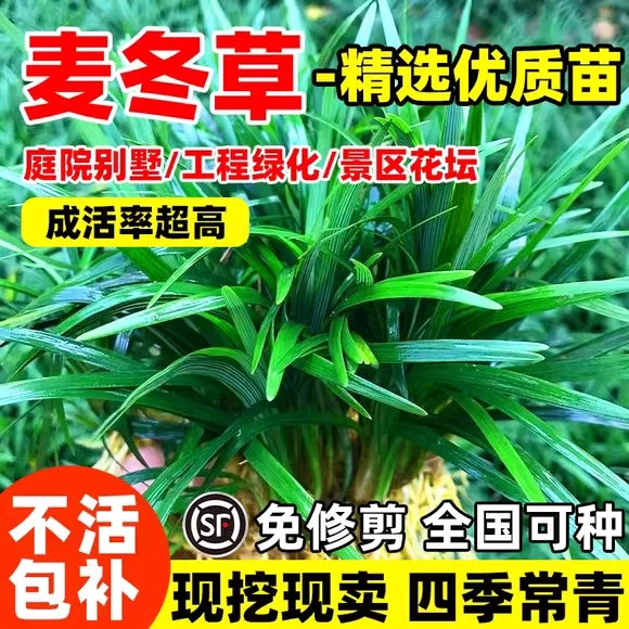 矮麦冬草庭院玉龙草细叶麦冬