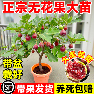 无花果树果苗带果盆栽树苗