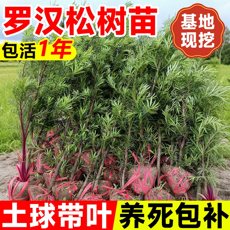 罗汉松树苗盆栽小苗小型雀舌金钻罗汉松庭院造型树迎客松盆景老桩