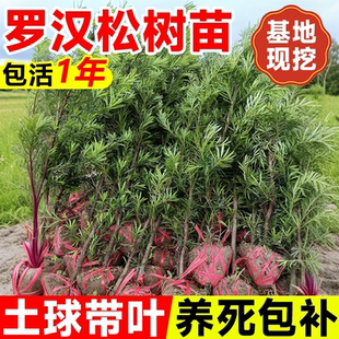 罗汉松树苗盆栽小苗小型雀舌金钻罗汉松庭院造型树迎客松盆景老桩