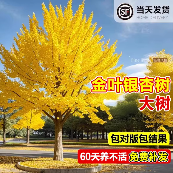 银杏树活苗银杏树大树树苗别墅庭院道路绿化苗木南北方种植耐寒