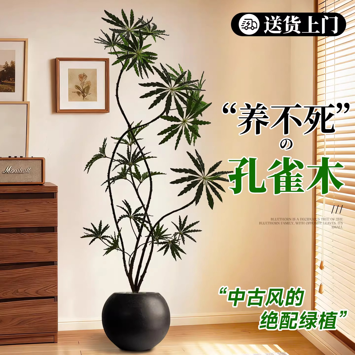 孔雀木客厅绿植大盆栽室内大型植物办公室高端大气上档次轻奢好养,鲜花速递/花卉仿真/绿植园艺,大型绿植/成品组合盆栽,淘宝优惠券,粉丝福利购,淘宝优惠卷