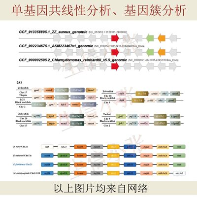 生信分析数据服务单细胞测序转录组TCGA GEO数据生信图咨询