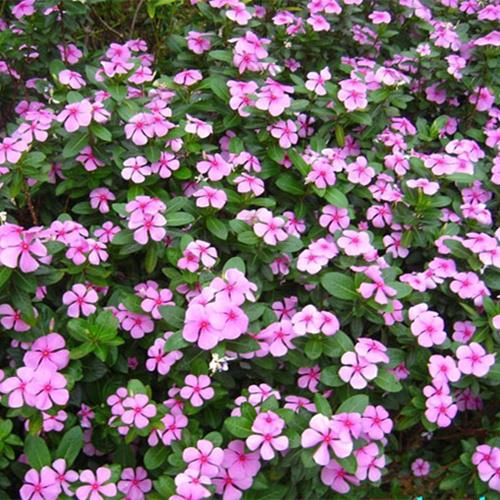 盆栽花种子四季开花易活花种籽子庭院绿化景观花种长春金盏草包邮
