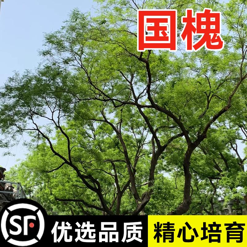 新树国槐种子速生国槐树种子黄花槐红花槐刺槐种子紫穗槐刺槐采籽