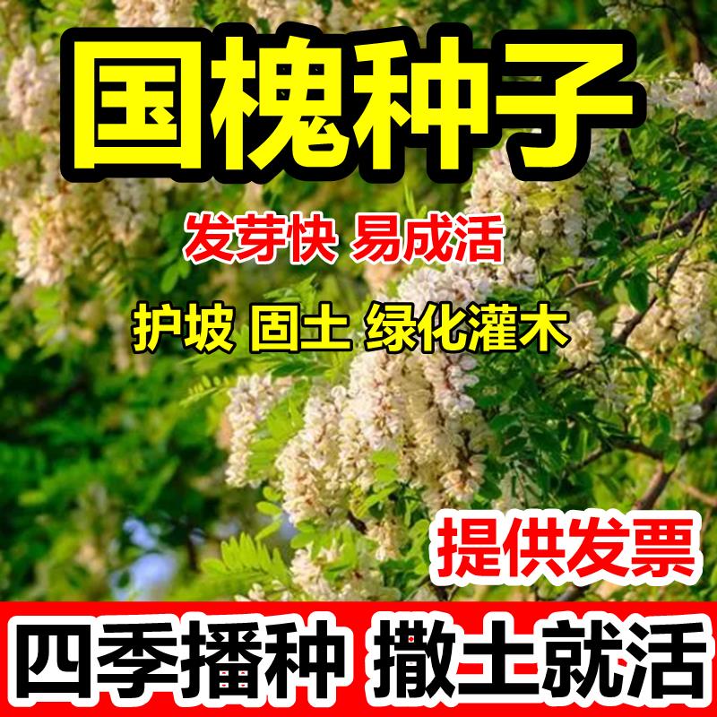 国槐种子速生国槐黄花子树种槐红花槐刺槐种子紫穗槐刺槐树籽灌木