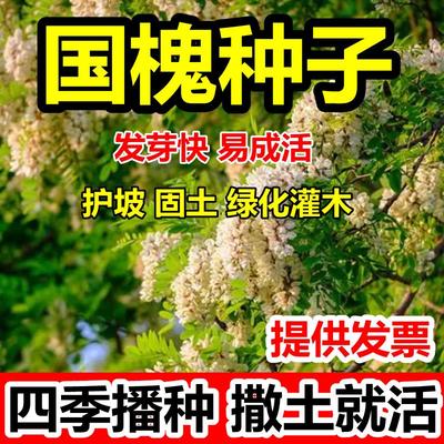 国槐种子速生国槐黄花子树种槐红花槐刺槐种子紫穗槐刺槐树籽灌木