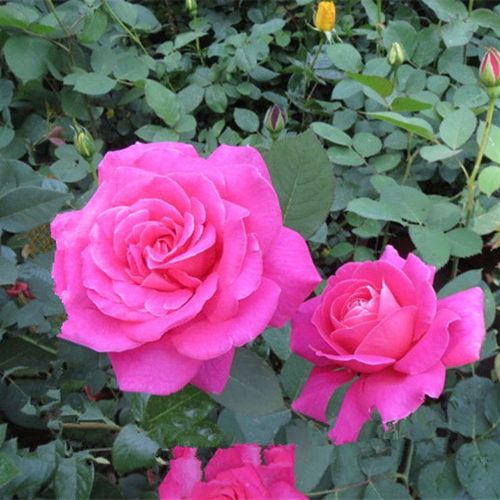 粉和平月季花大苗盆栽阳台浓香大花玫瑰四季勤花绿植花园好养植物