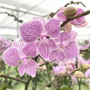 蝴蝶兰曼塔佩尼达2.8寸杯处理苗