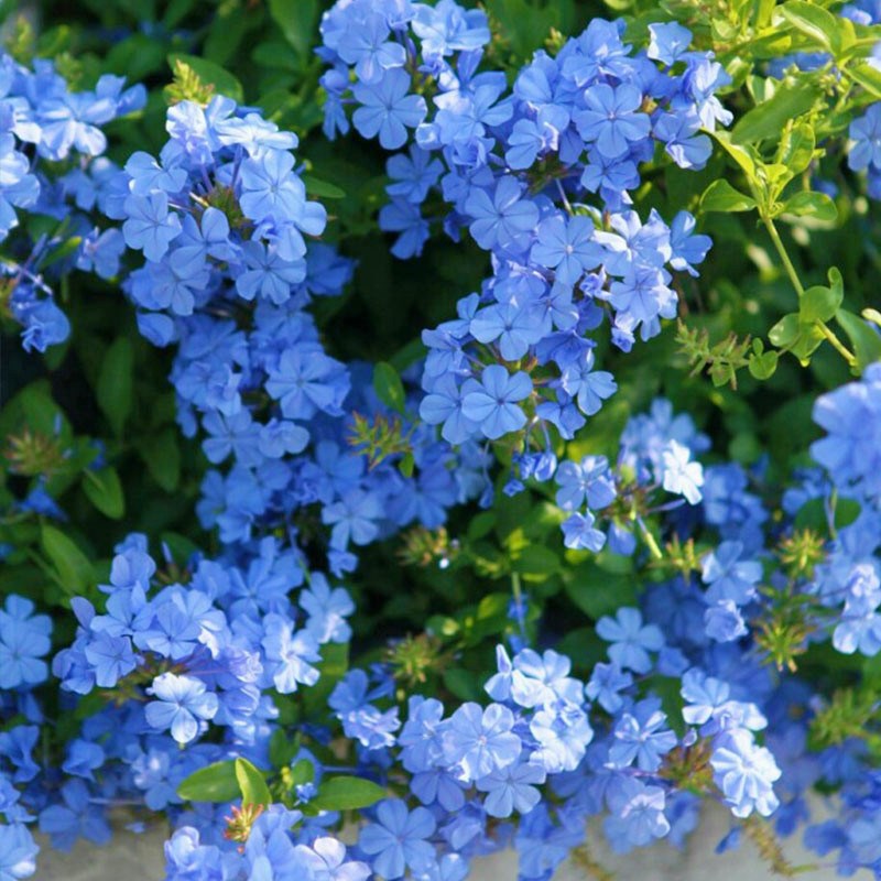 蓝雪花四季开花好养阳台花园庭院花卉爬藤耐寒耐热盆栽花苗