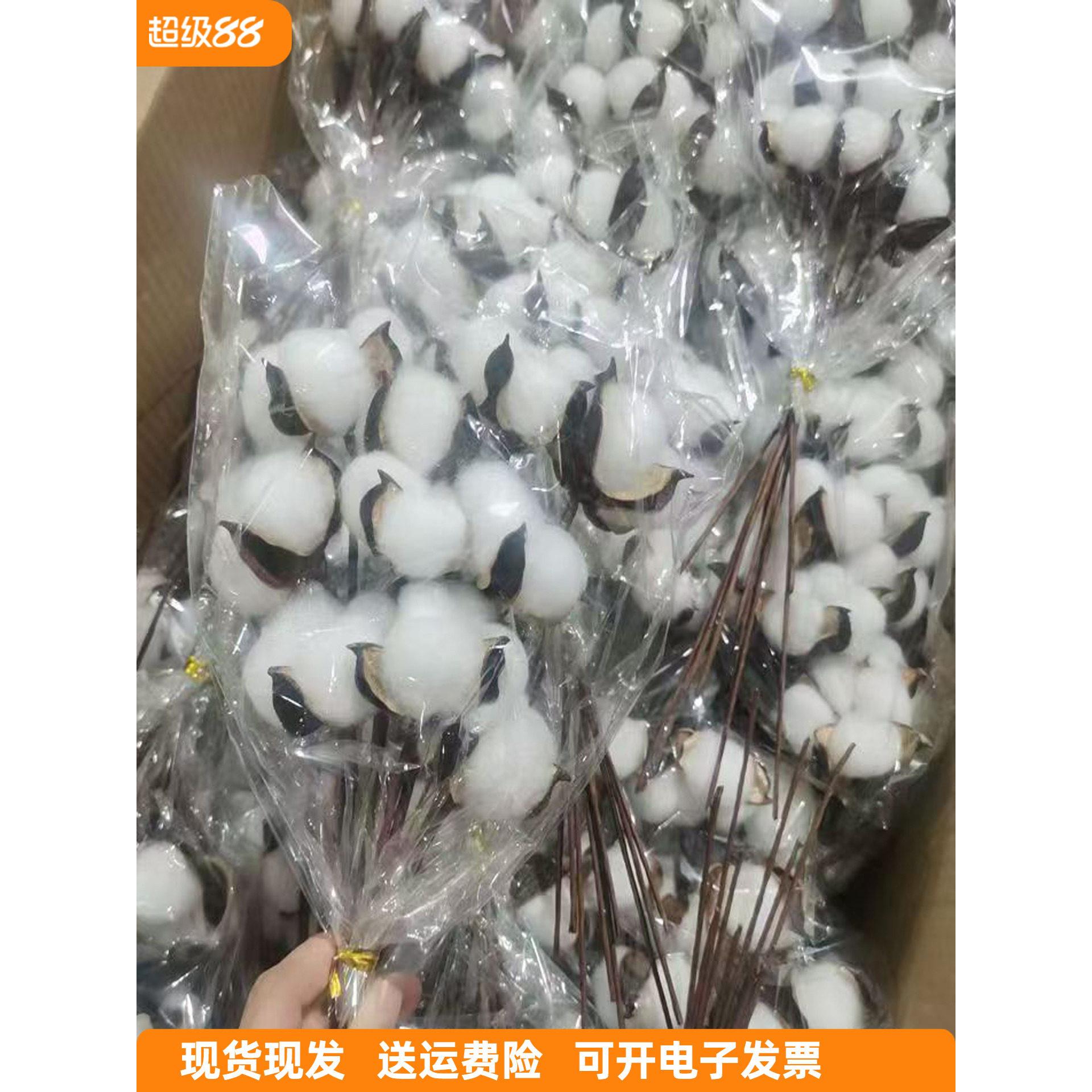 棉花干花束插花餐桌永生花木棉花仿真花拍摄道具网红ins公寓装饰