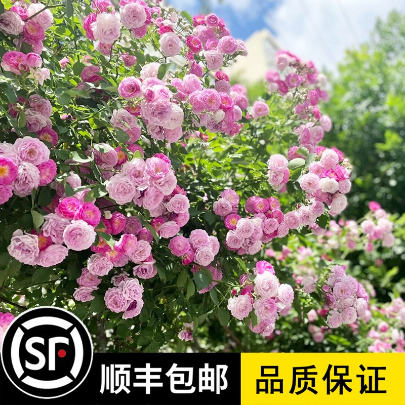 群开蔷薇花苗十姐妹花阳台庭院花墙垂吊爬藤粉团蔷薇七姐妹粉色花