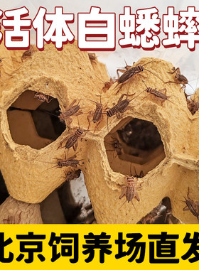 白蟋蟀活体饲料守宫蜘蛛