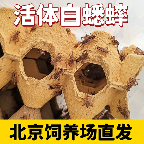 白蟋蟀活体饲料守宫蜘蛛