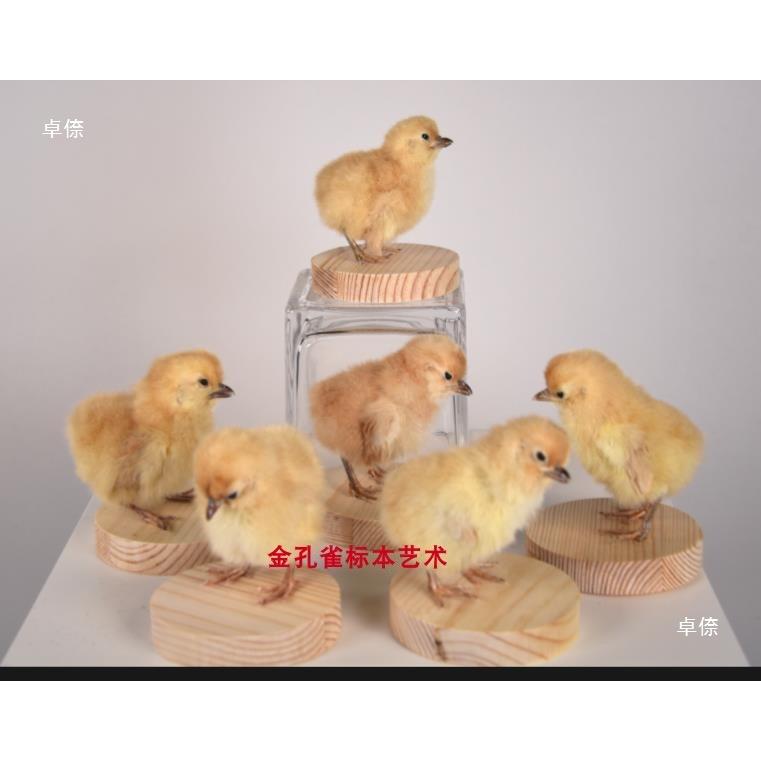 儿童节礼物动物展鸟类小鸡TMA普小黄鸭教学科标本家居道览摆设拍