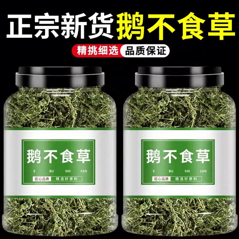 鹅不食草正宗中药材食胡荽鹅不食非野生新鲜新货中草药材广西泡水