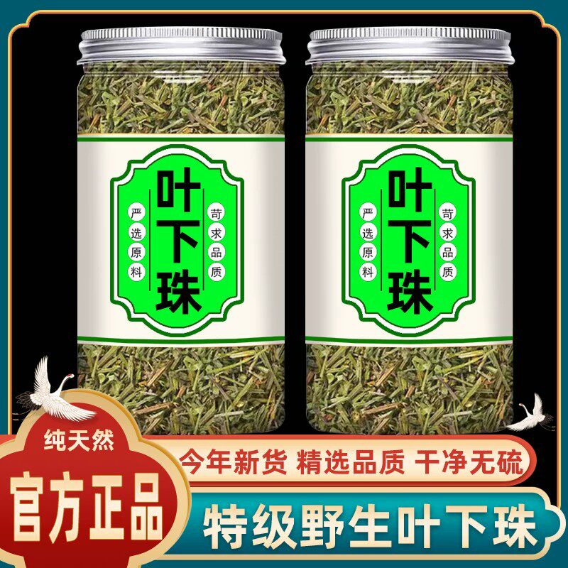 野生叶下珠护肝茶中药材珍珠草龙珠草珠仔夜合草有什么功效与作用