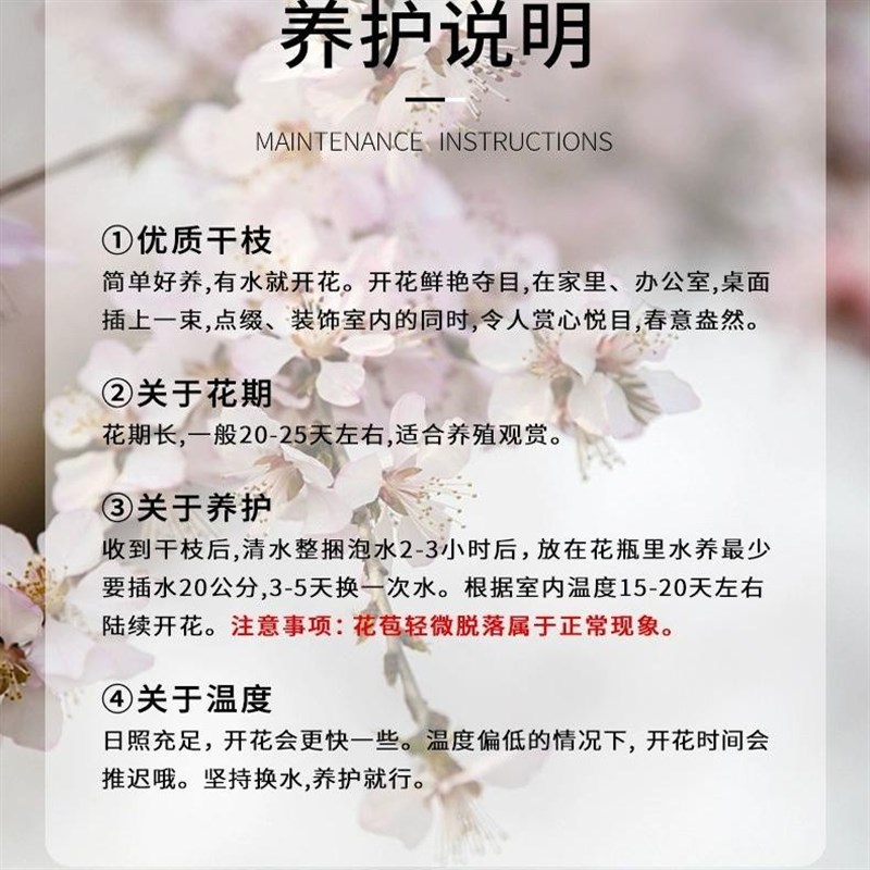 水培海棠花鲜切枝室内盆栽树苗客厅水养绿植物四季开鲜花卉白玉兰