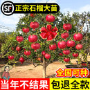 种植大红袍 石榴树树苗特大果树庭院地栽突尼斯软籽石榴盆栽四季