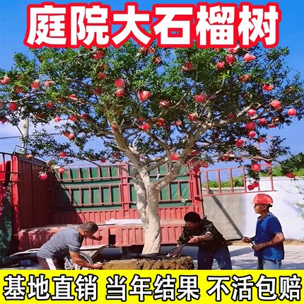 特大突尼斯软籽石榴树嫁接无籽树苗盆栽地栽庭院别墅老桩盆景果树
