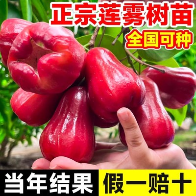 黑金刚莲雾树苗四季种植假一赔十