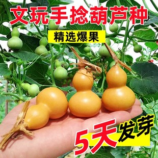 观赏葫芦种子阳台庭院爬藤文玩葫芦盆栽植物 手捻小葫芦籽种四季