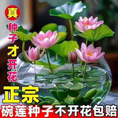 水培碗莲种籽子四季睡莲荷花水养植物种藕缸养盆栽铜钱草草籽种孑