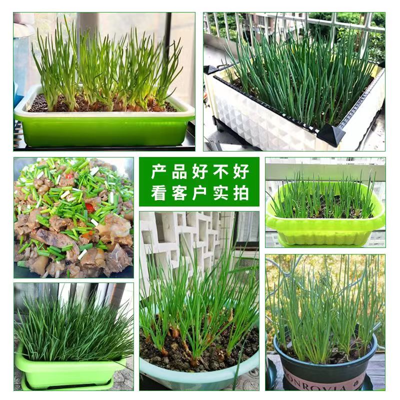四季小香葱香菜种籽蔬菜种子味香浓易种盆栽阳台室内外种植大小叶