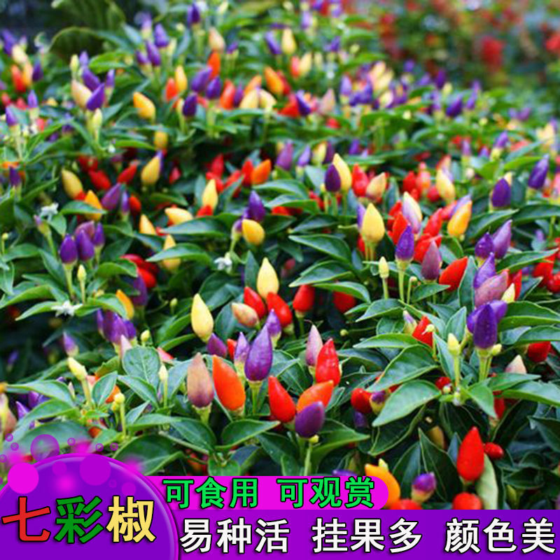 七彩辣椒种子四季播五彩椒朝天椒种子籽高产辣椒蔬菜种子阳台盆栽
