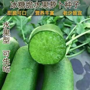 潍县青沙窝水果萝卜种子山东潍坊甜脆罗卜种籽青皮绿心生吃蔬菜种