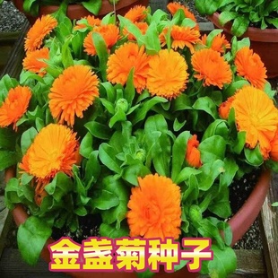 观花种子金盏菊种子金盏花耐寒花种子景观绿化庭院阳台盆栽草花卉