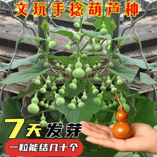 观赏葫芦种子阳台庭院爬藤文玩葫芦盆栽植物 手捻小葫芦籽种四季