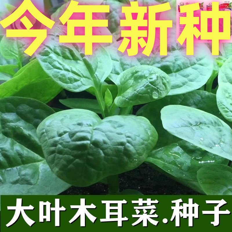 大叶木耳菜种子高钙肉厚夏天耐高温四季室外阳台盆栽农田蔬菜种籽,鲜花速递/花卉仿真/绿植园艺,家庭园艺种子,淘宝优惠券,粉丝福利购,淘宝优惠卷