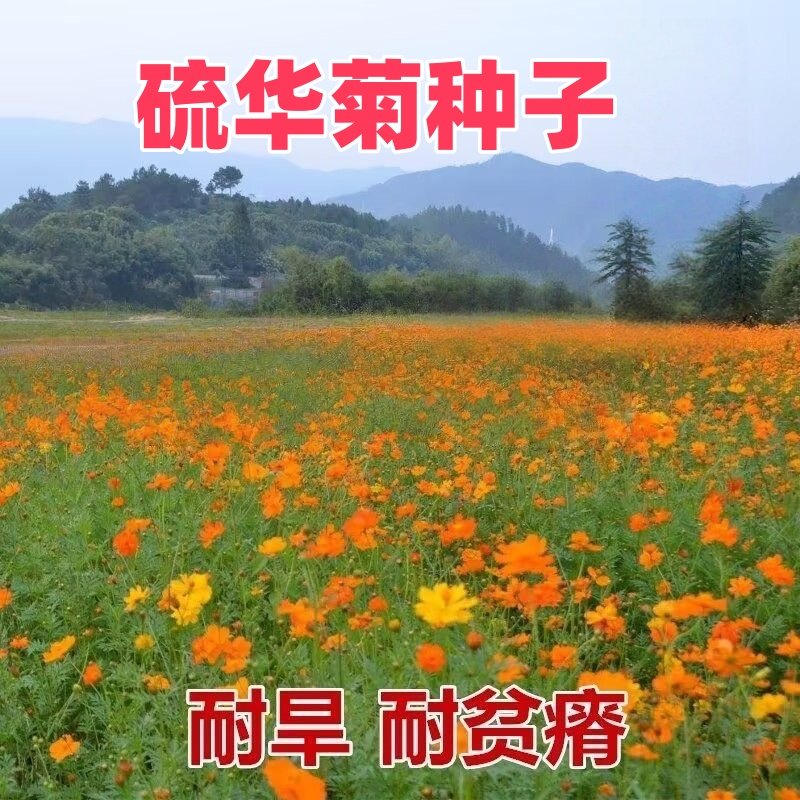 适合夏季播种的花耐热耐晒花种易活硫华菊花籽种室外野花耐旱花草