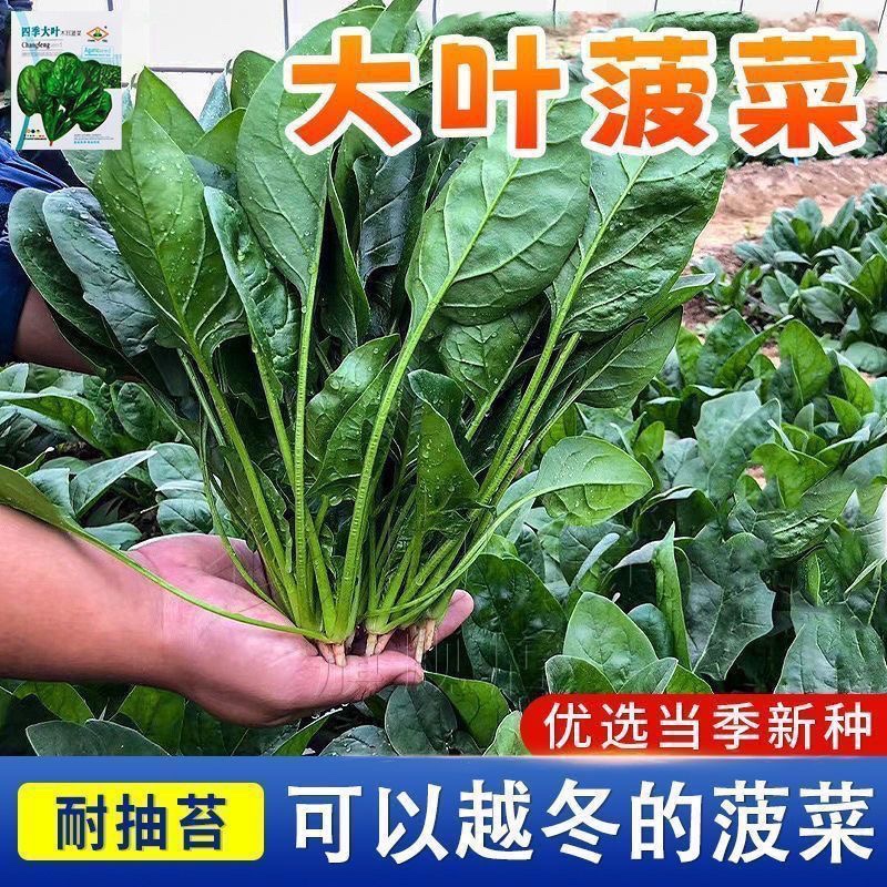 大叶菠菜种子四季蔬菜冬季籽种冬天种籽耐寒菜种盆栽波菜孑菜籽子