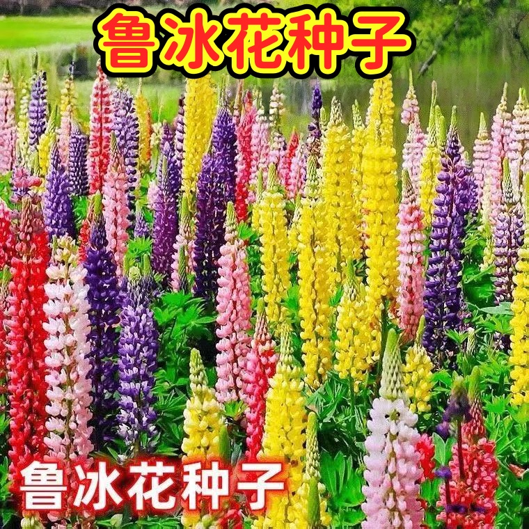 鲁冰花种子 Lupins 羽扇豆花籽可切花花镜室外阳台盆栽耐寒纯秋播