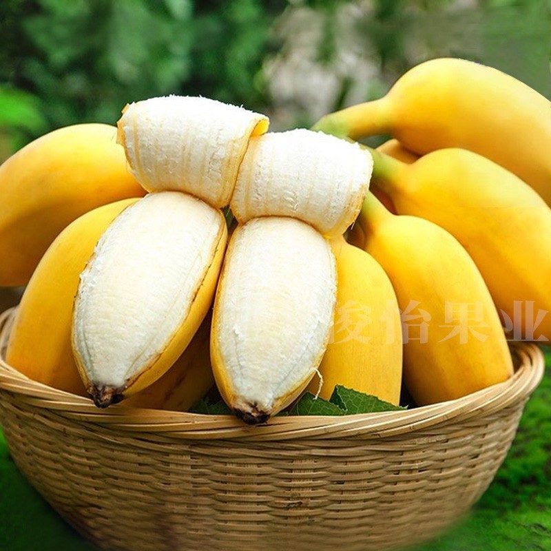 俊怡需催熟食用 广西苹果蕉5斤