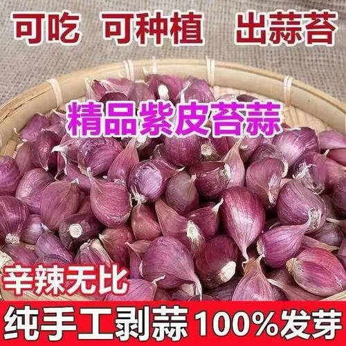 2026年云南紫皮蒜瓣新干蒜大蒜 香蒜辣蒜 红蒜蒜籽可吃可种