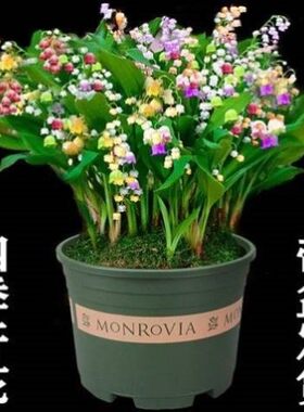 玲兰植物四季开花带芽铃兰花根净化空气浓香型铃兰盆栽花卉阳台室