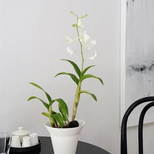 植物私生活 白雪公主秋石斛兰清新纯洁花色阳台窗台开花植物