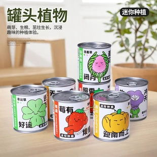 少儿植物神奇桌面好养创意小种植草莓向日葵